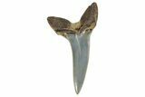 Fossil Shortfin Mako Shark Tooth - South Carolina #269968-1